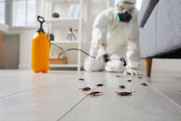 Commercial Rodent Management in Fremont